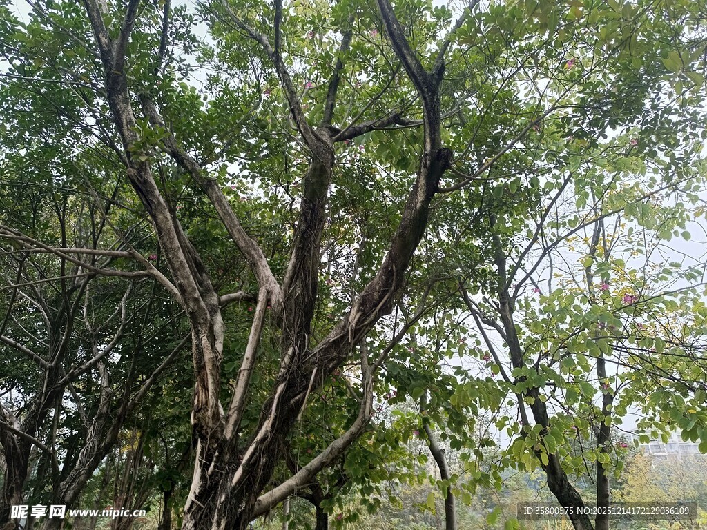 茂密树林中的繁茂枝叶