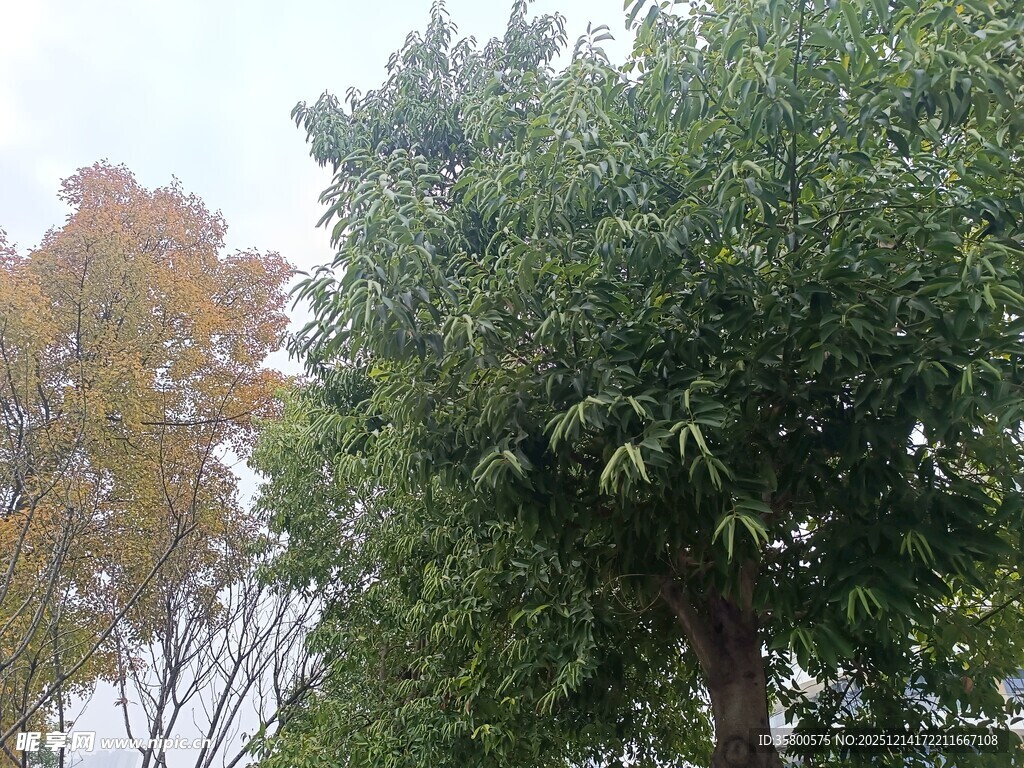 秋日葱郁树木景观