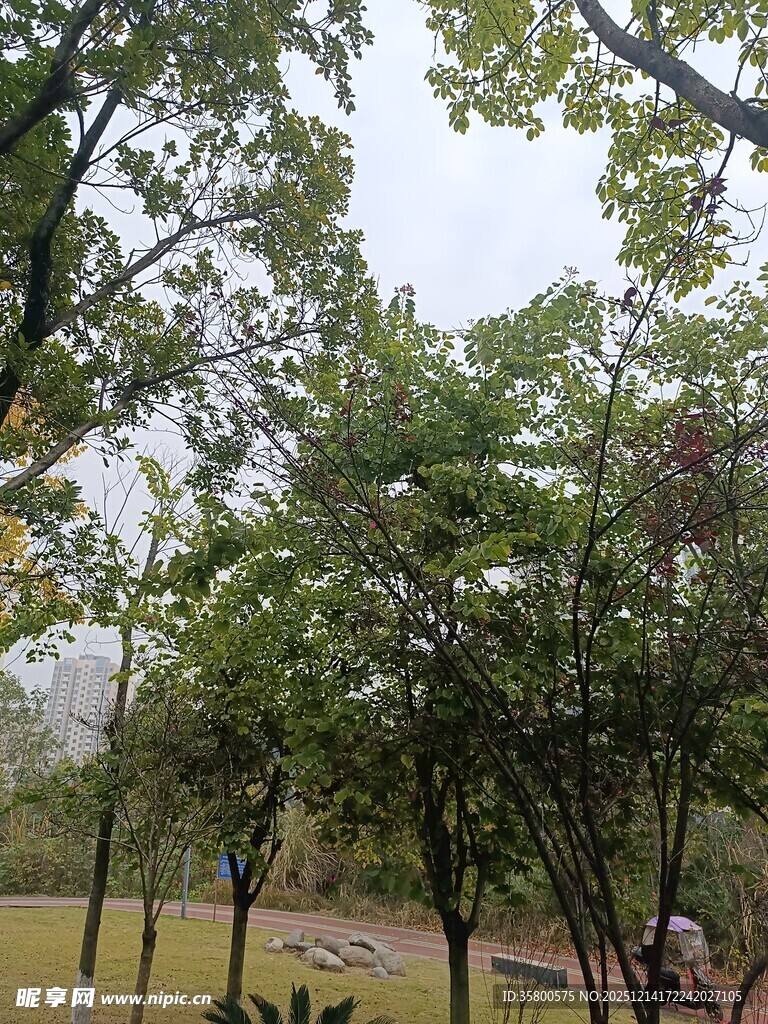 林间绿意盎然的自然景致