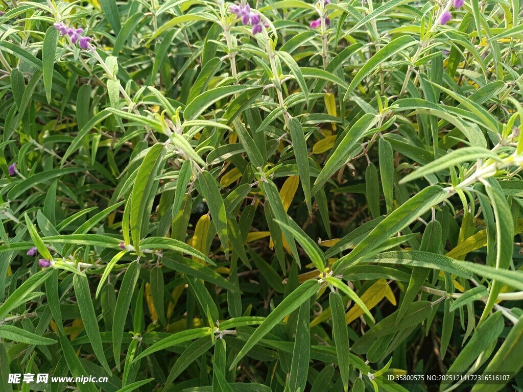 野外繁茂的带刺绿色植物