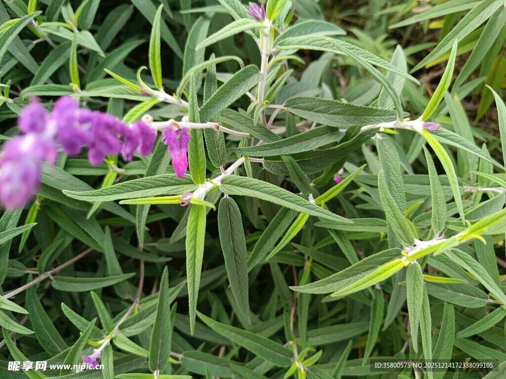紫色鼠尾草植物特写