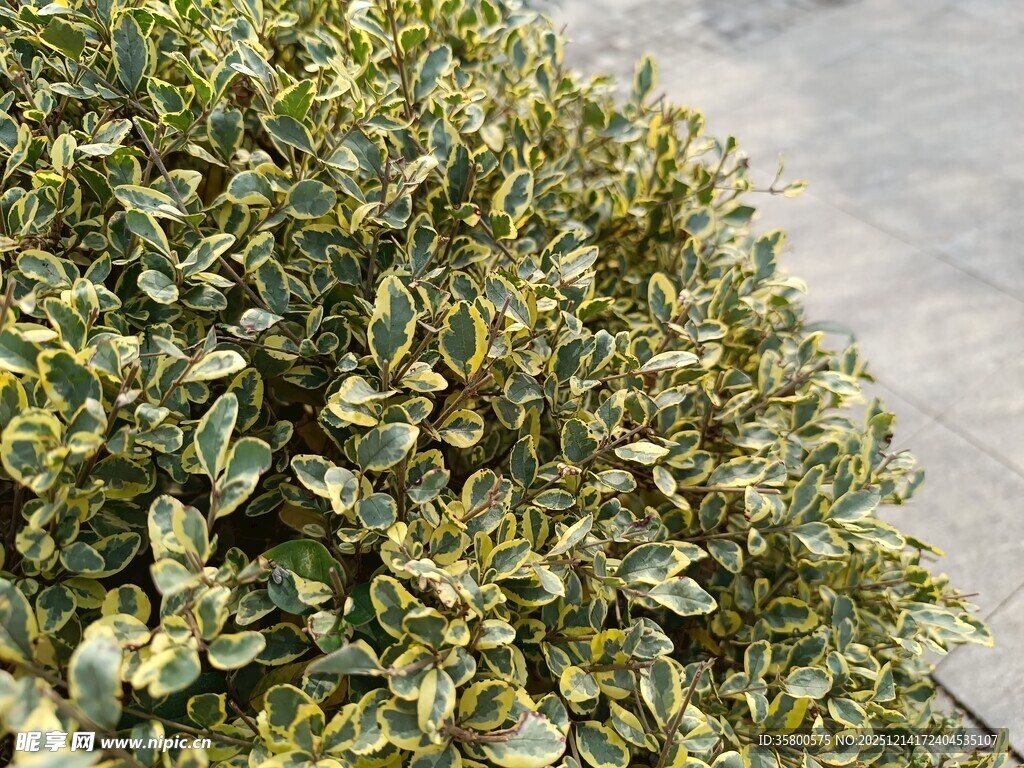 黄绿相间的茂密灌木丛