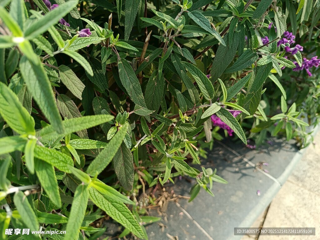 绿叶丛中的紫色小花