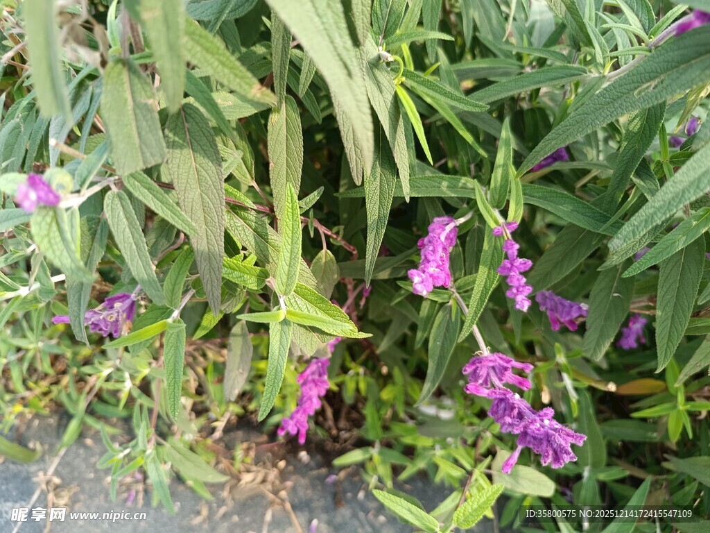 紫色花卉与绿叶相依