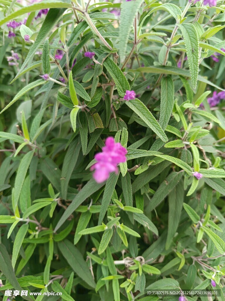 绿叶丛中的娇艳粉花