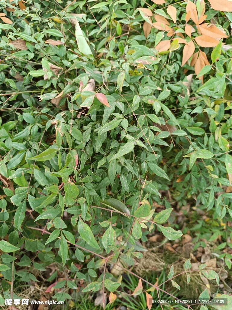 绿叶繁茂的植物景观