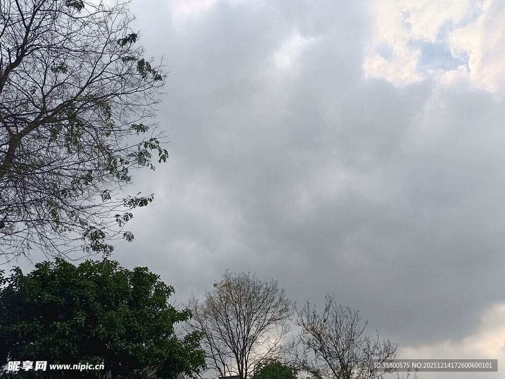 阴天时的树木与天空