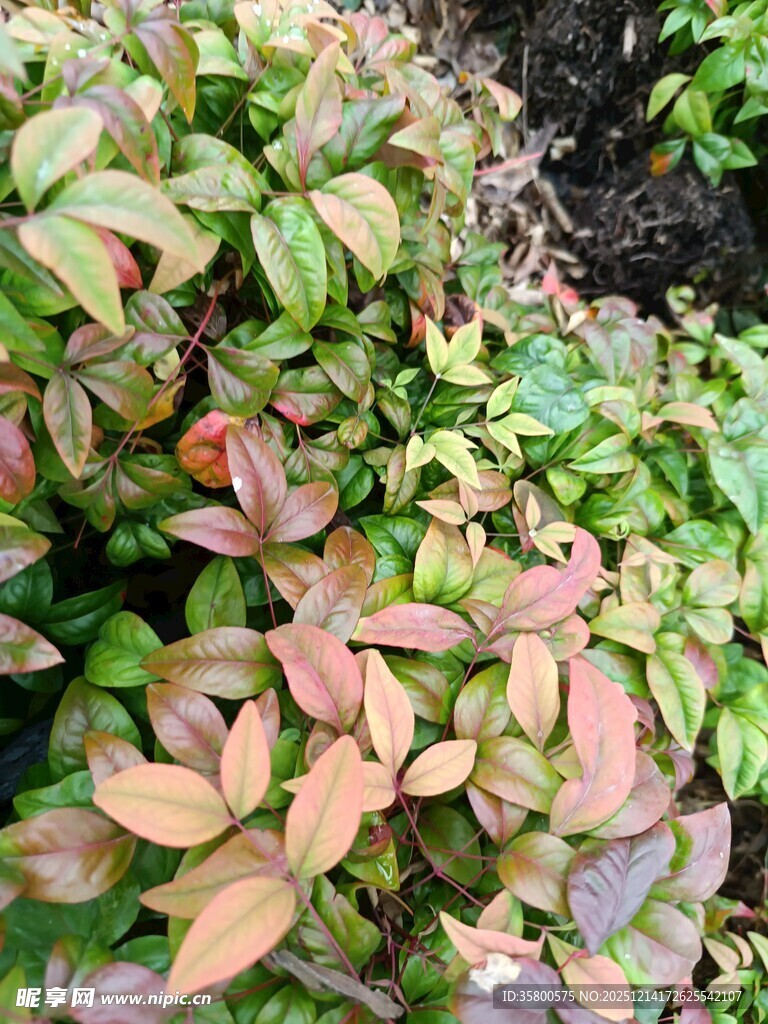 多彩叶片植物特写