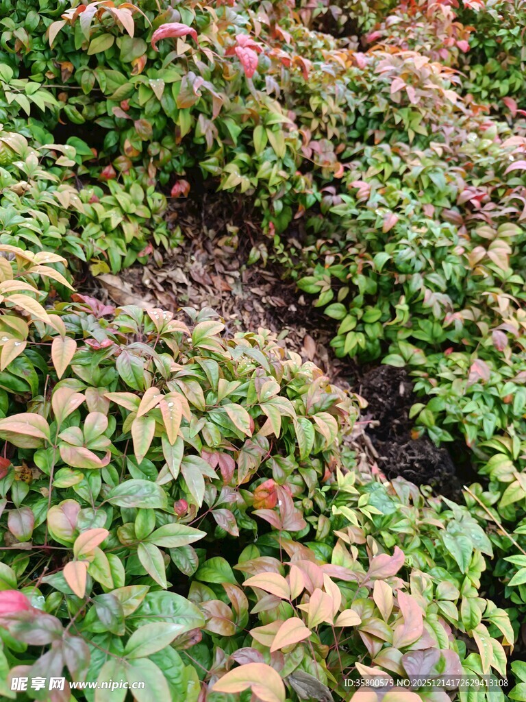 多彩斑斓的伏地植物景观