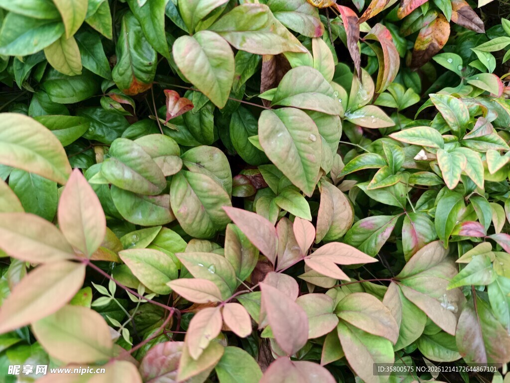 多彩叶片的繁茂植物