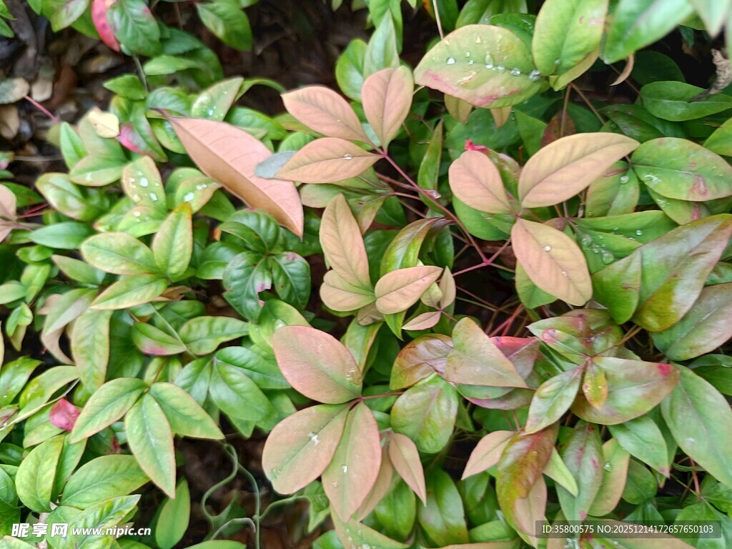 多彩叶片植物特写