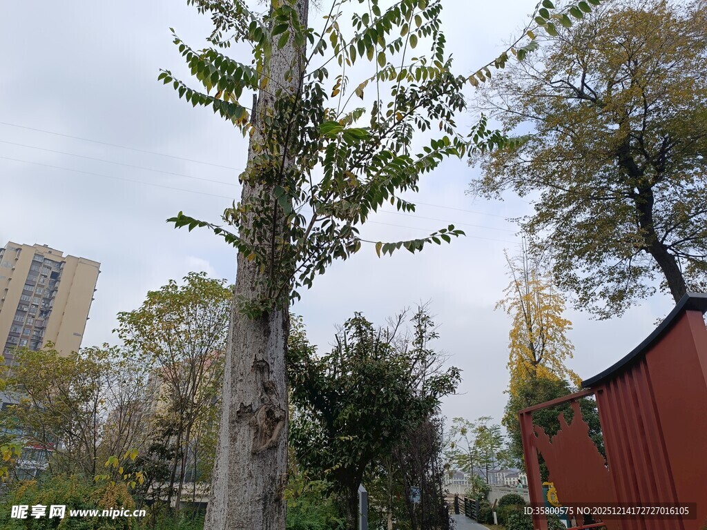 高大树木旁的红建筑