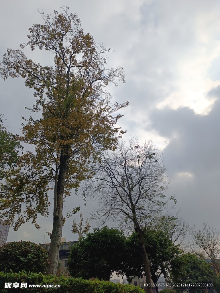 阴天里的树木景观