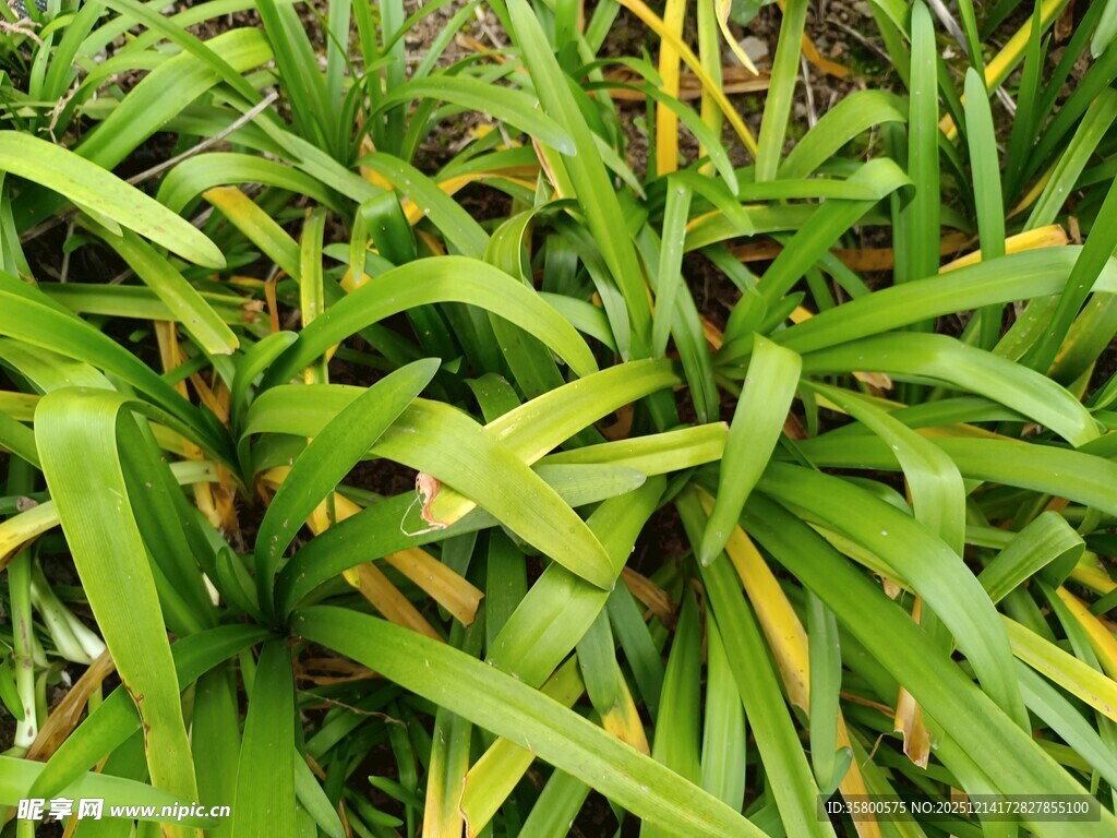 翠绿繁茂的长叶植物