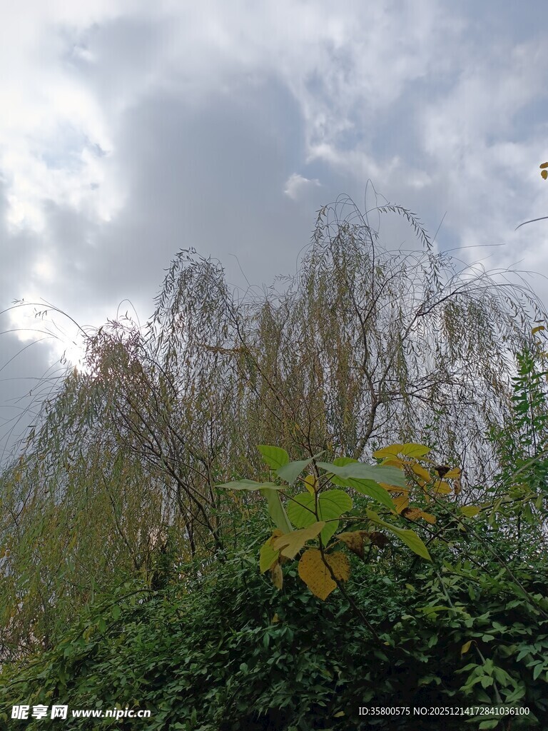 云下葱郁草木景致