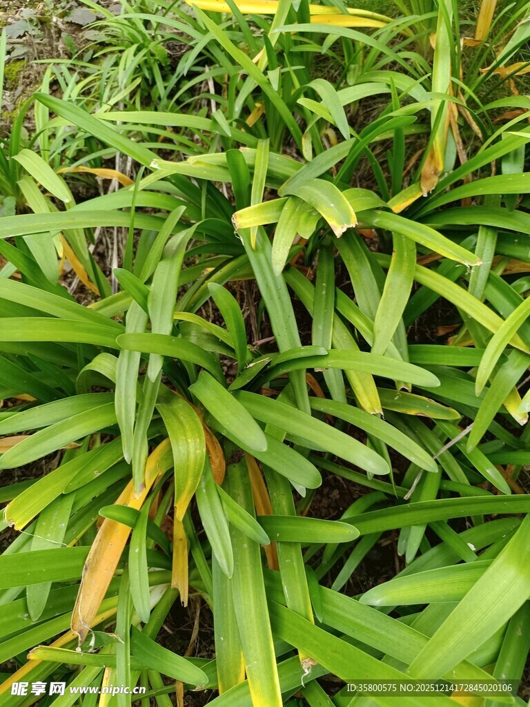 翠绿繁茂的热带植物叶片