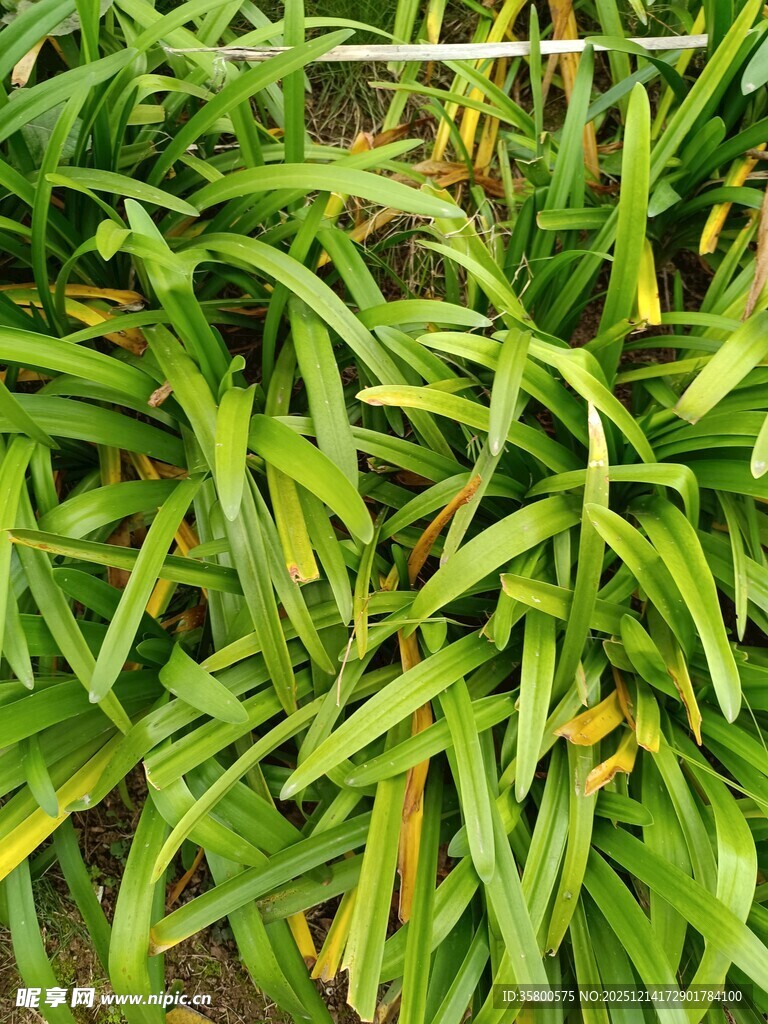 翠绿修长叶片的植物