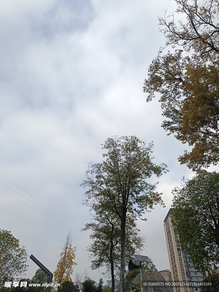 户外树木与天空景致