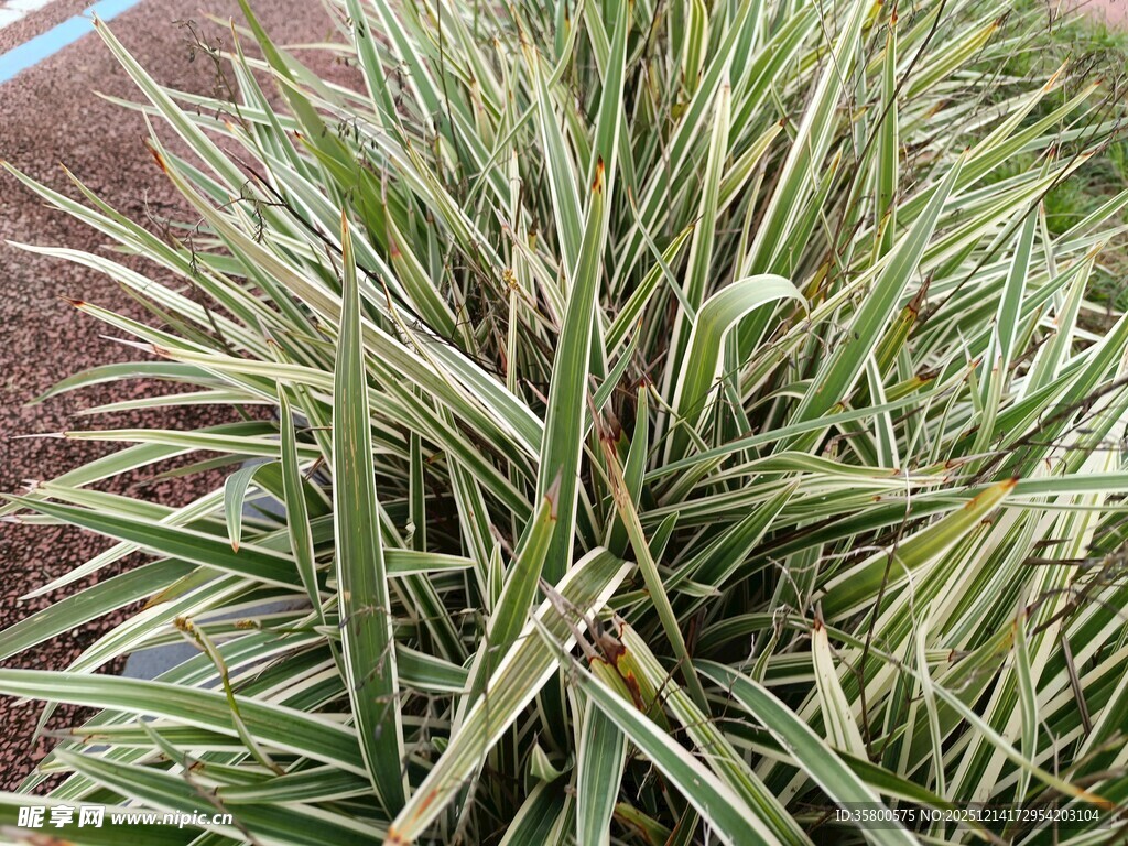 金边麦冬植物特写