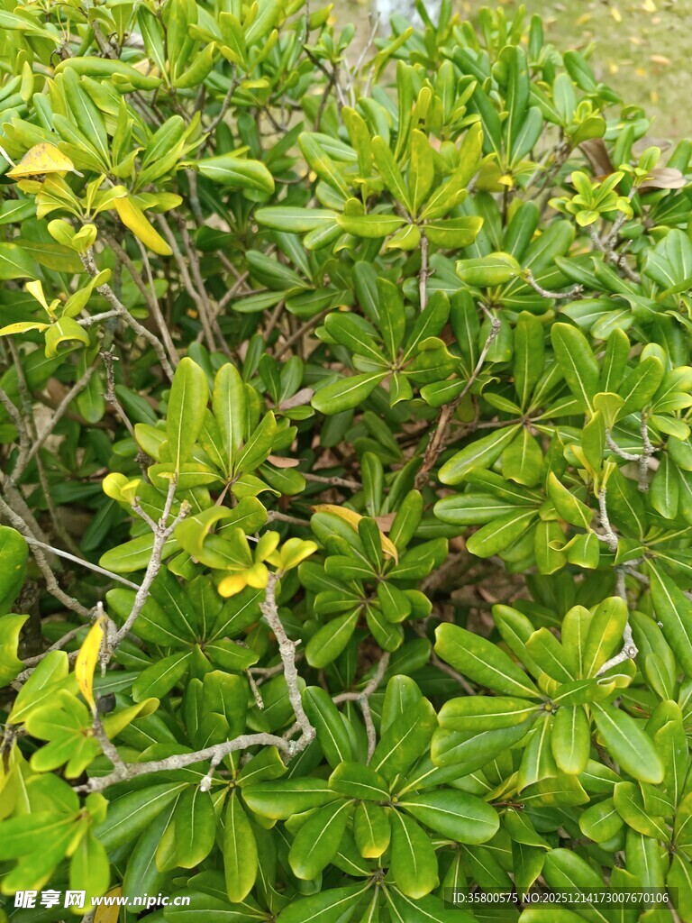 绿叶繁茂的绿色植物