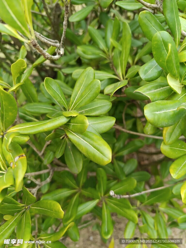 翠绿繁茂的绿植景观