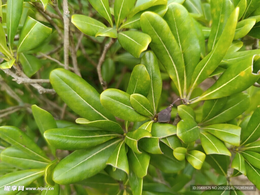 翠绿繁茂的植物叶片