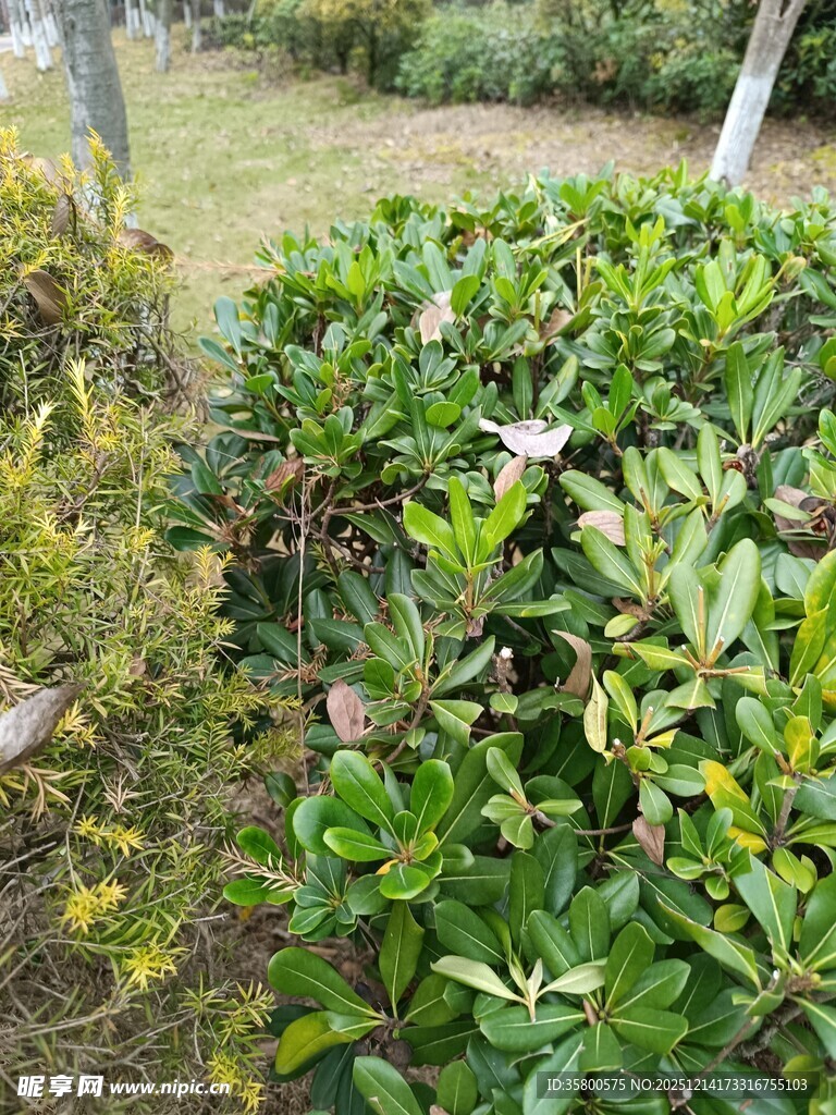 翠绿灌木丛景观