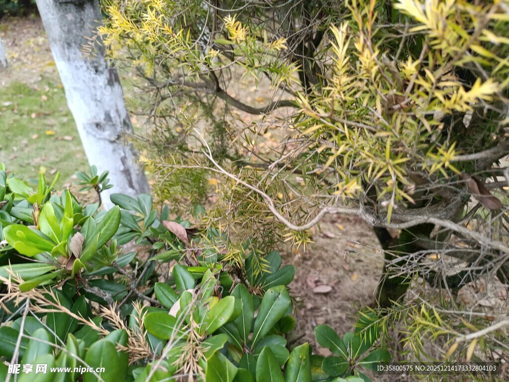 庭院角落绿植与石块景观