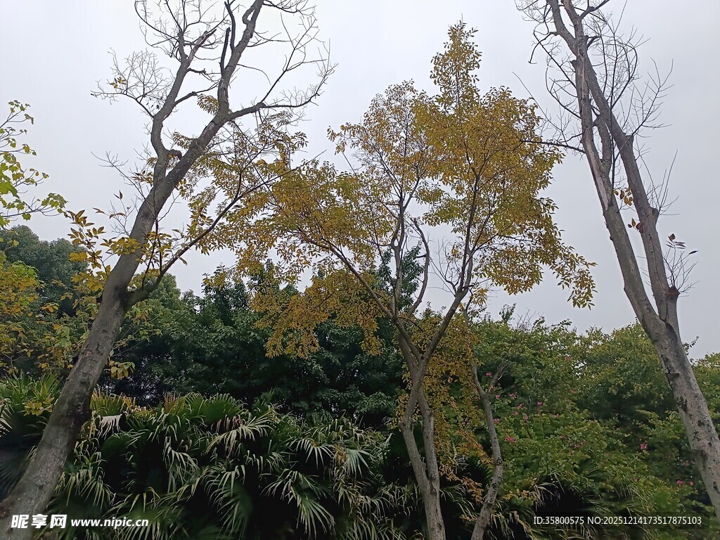 山林间树木景致