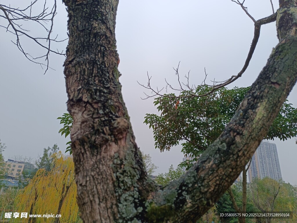 枯树旁的生机景象