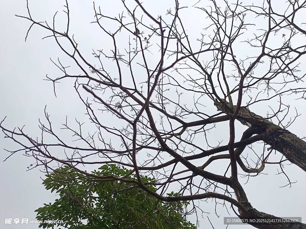 枯树与绿叶的鲜明对比