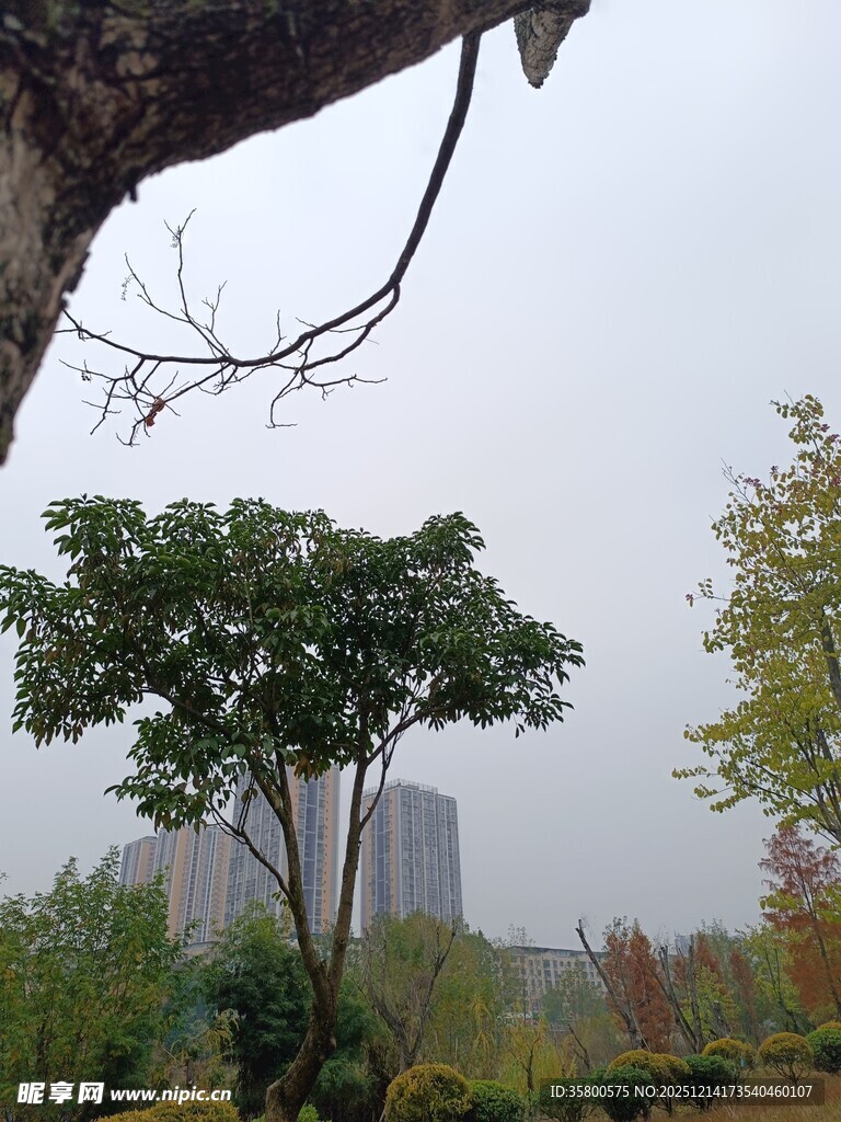 秋日公园树木朦胧景致