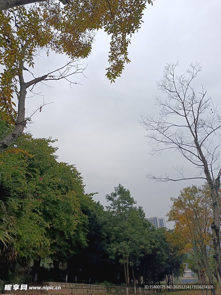 秋日公园树林景致