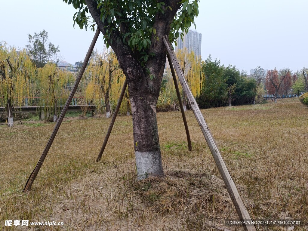 新植树木的稳固支撑场景