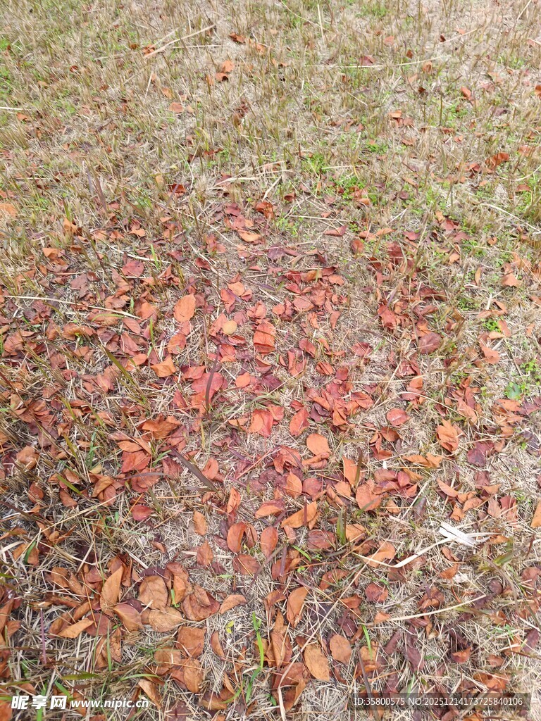 地面上的缤纷落叶