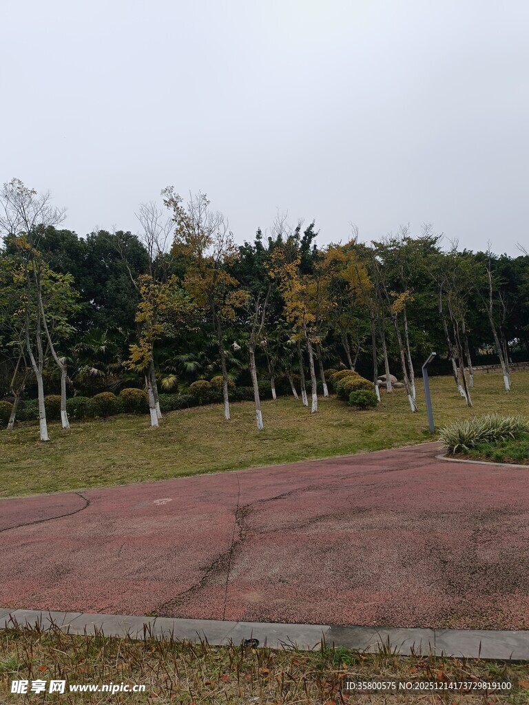 户外开阔的树林与红地