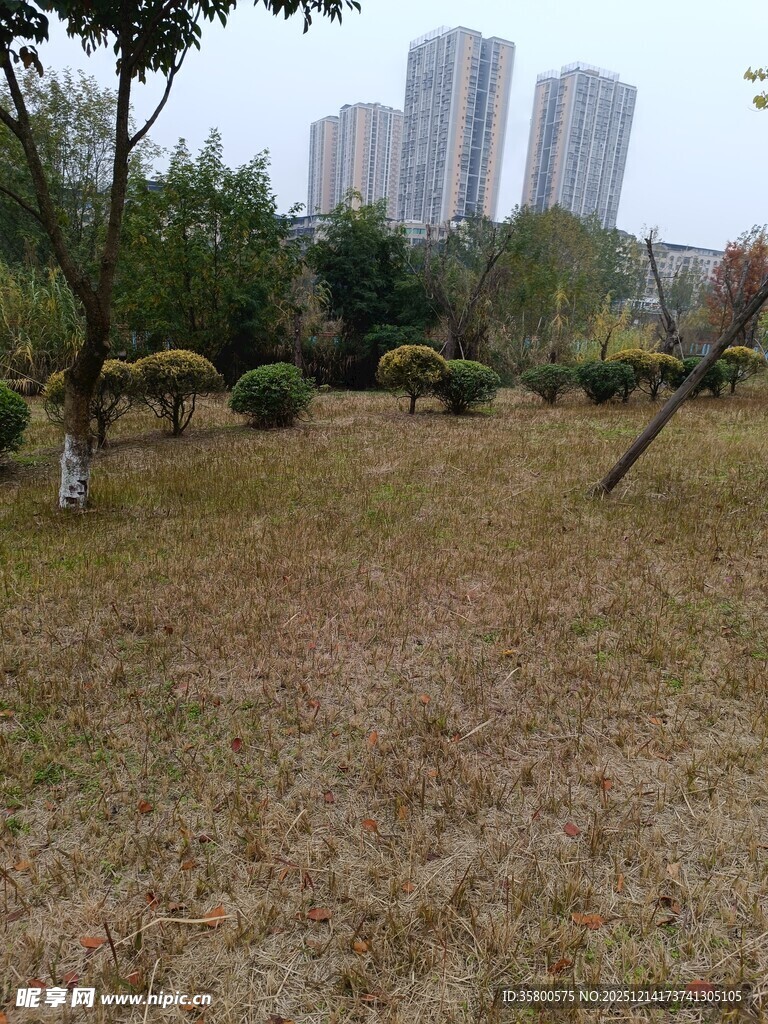 城郊草地与远处高楼景观