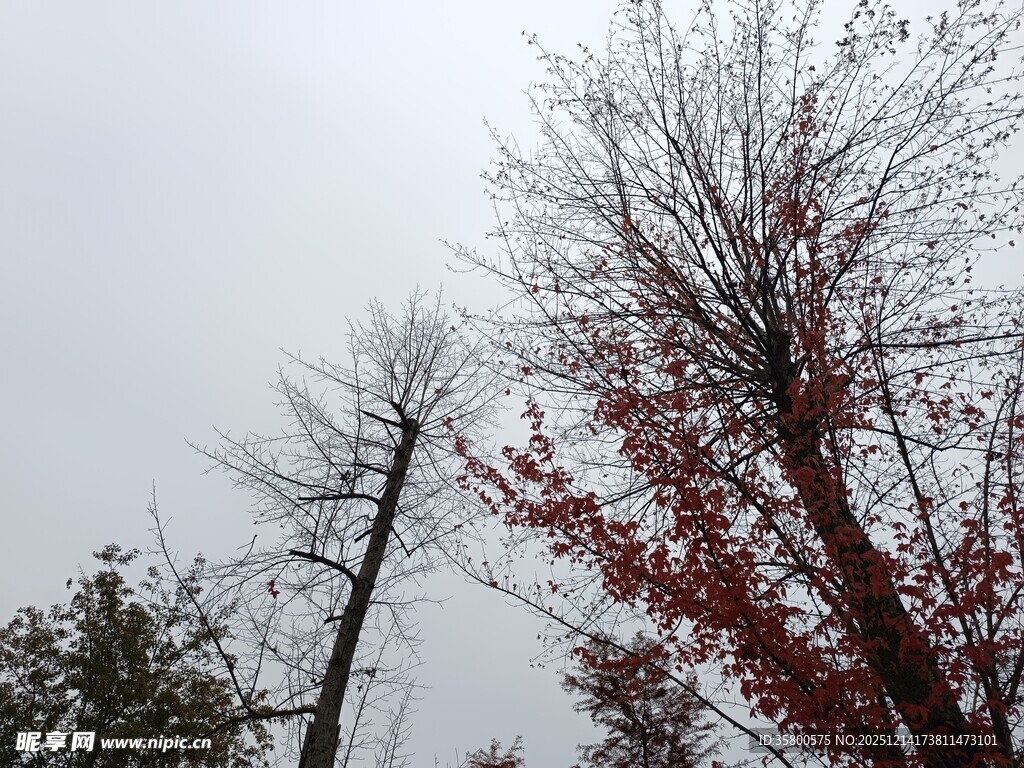 秋冬枯树与红叶景象