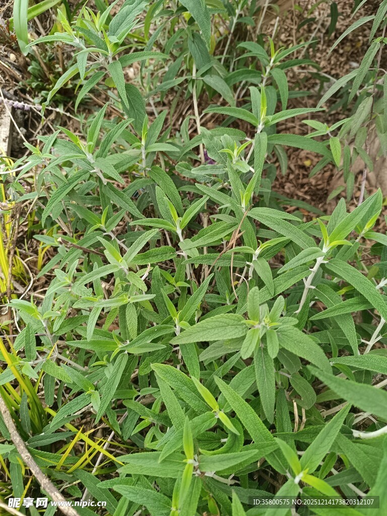 野外丛生的绿色植物