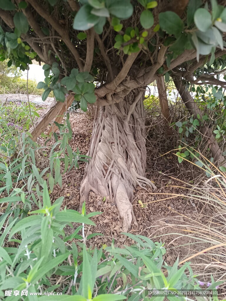 盘根错节的树下植物景观