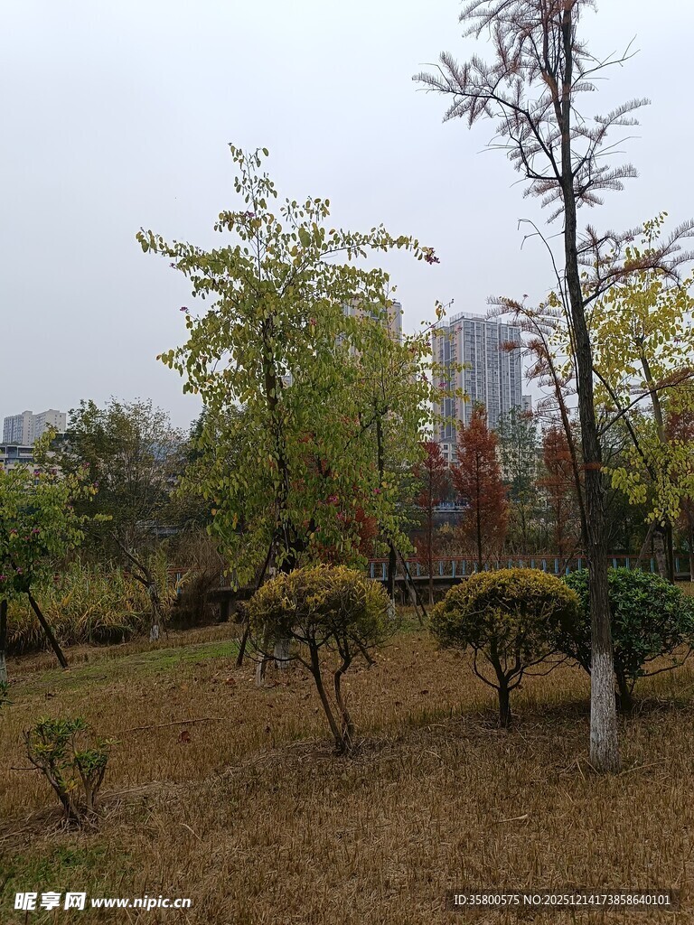 城市公园中的树木景观