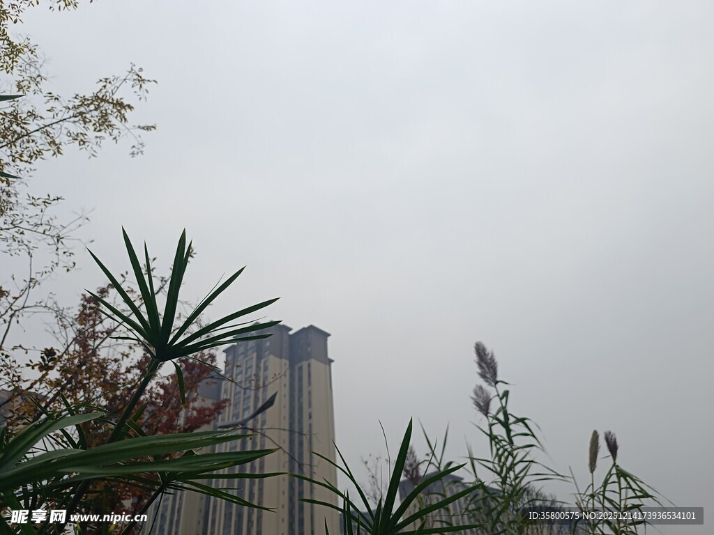 高楼旁的绿植景观