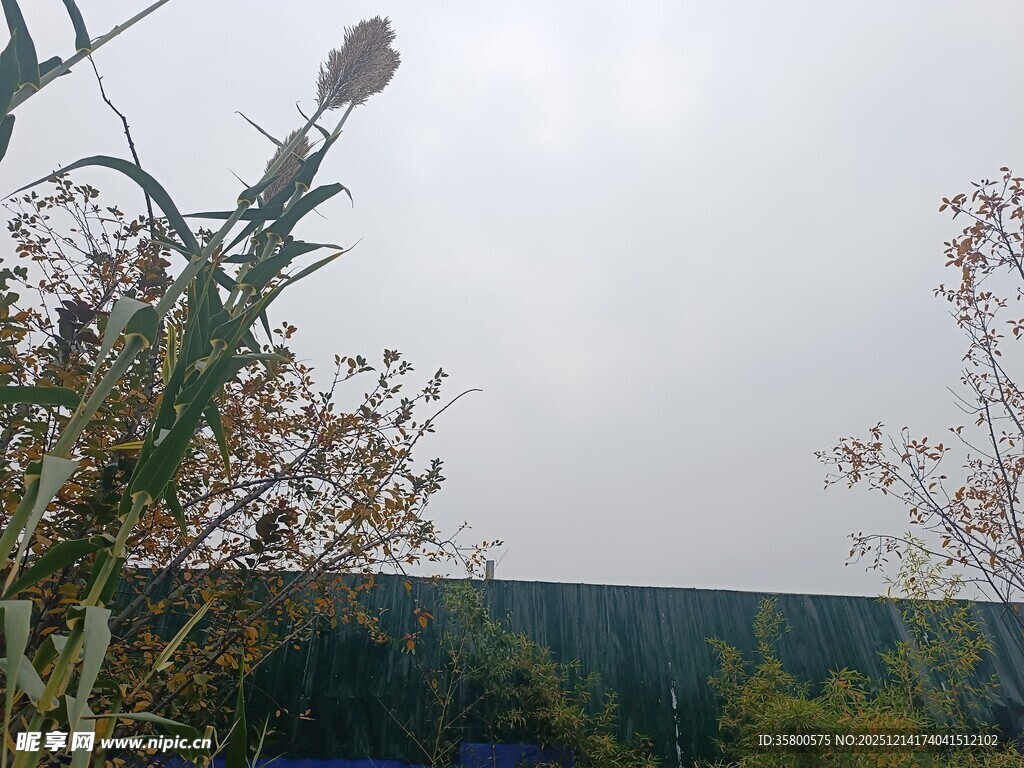 野外植物与远处景色