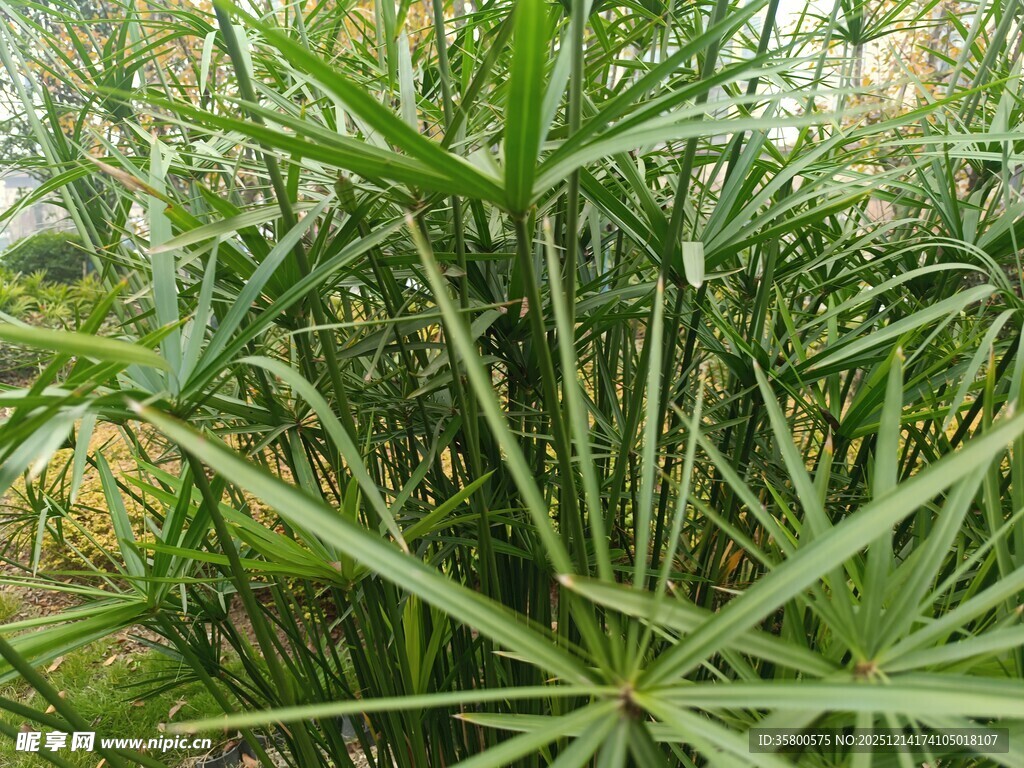 翠绿蒲葵植物特写