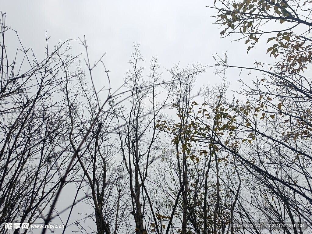 冬日枯树林景象