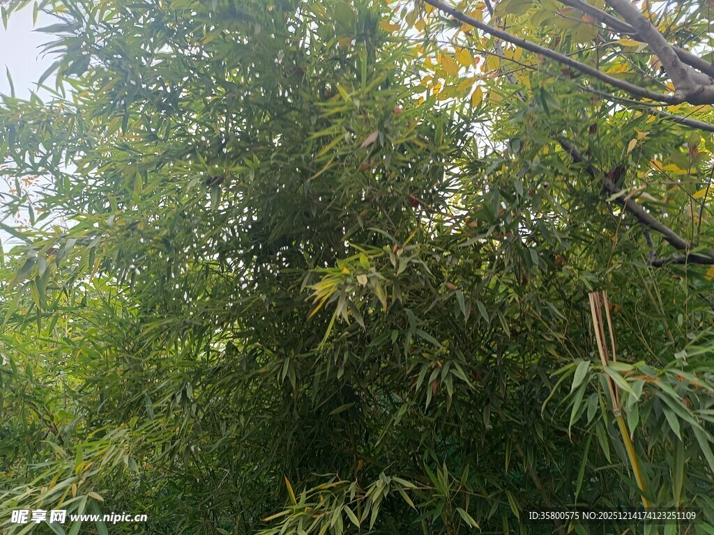 茂密竹林绿意盎然