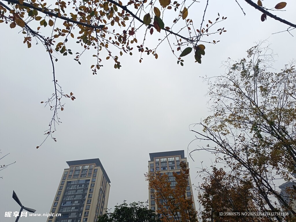 秋日城市高楼与树木景观