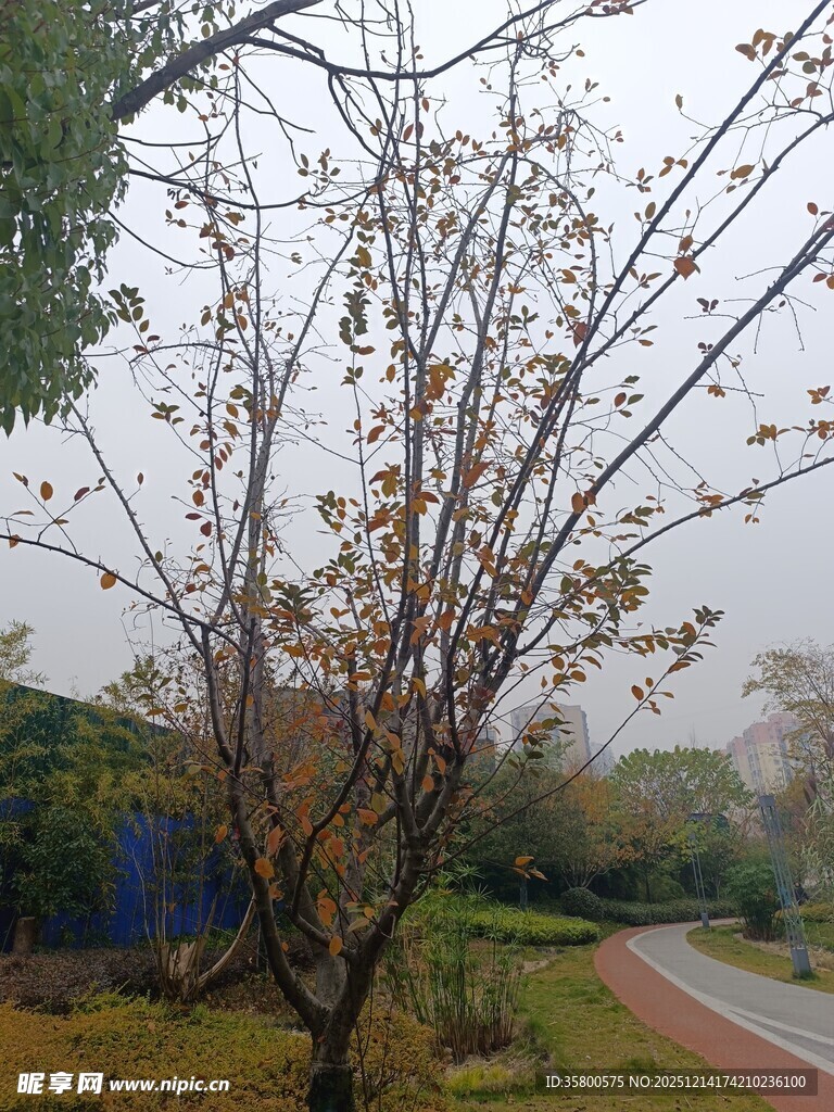 秋日路旁落叶稀疏的树木