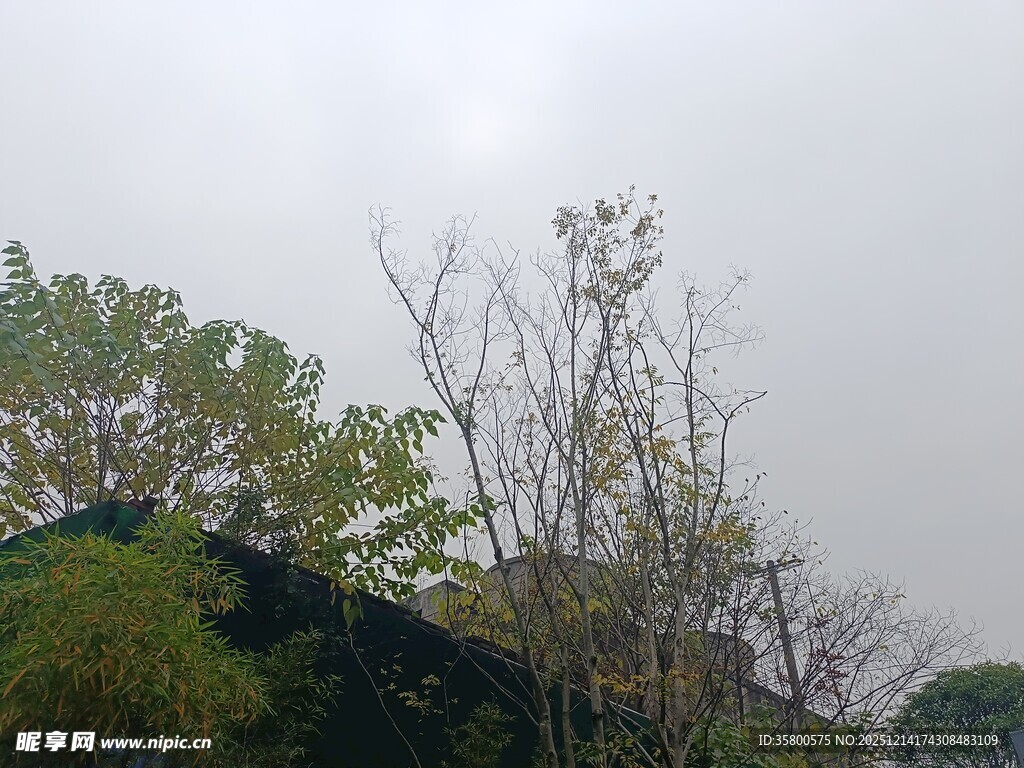 阴天中的树木景观