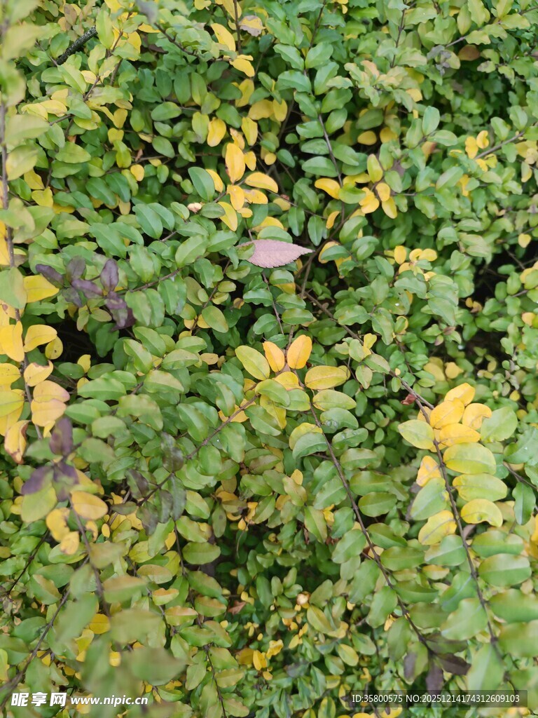 绿叶间的多彩植物景观